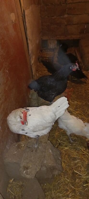 Inəklər, öküzlər: Toyuq, Damazlıq — 3