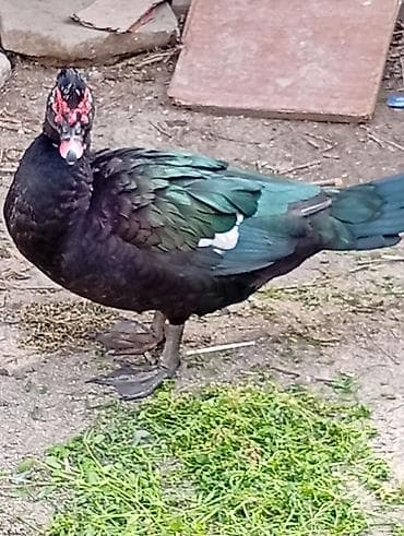 Muscovy ördəkləri (barbarı/indo-ördəklər) – təsərrüfat üçün məhsuldar