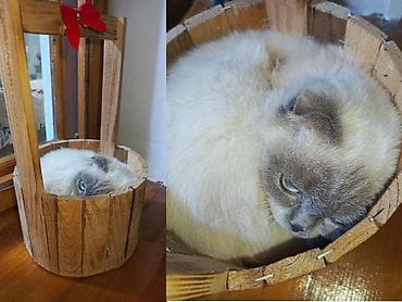 Pişiklər: Şotland yastı qulaq — 2