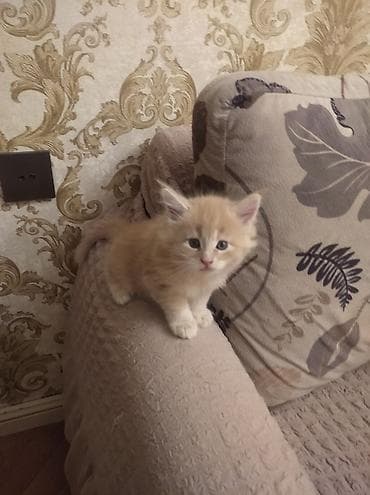 heyvanlar: Продаются котята 1 месячного возраста. Чистокровные майнкуны. За — 2