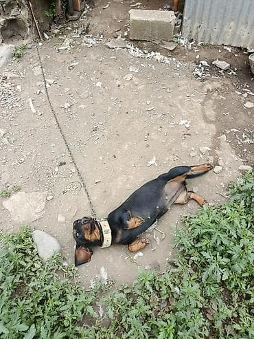 ev heyvanları it: Satılır: qısa tüklü, qara rəngli taksa (daxshund) cinsi it — 3