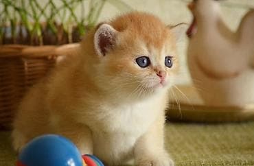 pisik yemi: Открыта бронь на британских котят окраса. Котята чистокровные, оба — 7