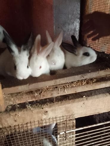 dovsanlar: Davşanlar satilir gencede bir dovşan 5azn — 1