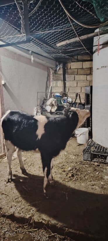 домики для кошек баку: Simental melezi Simental holisden melezi 25 30 letir sud veren — 3