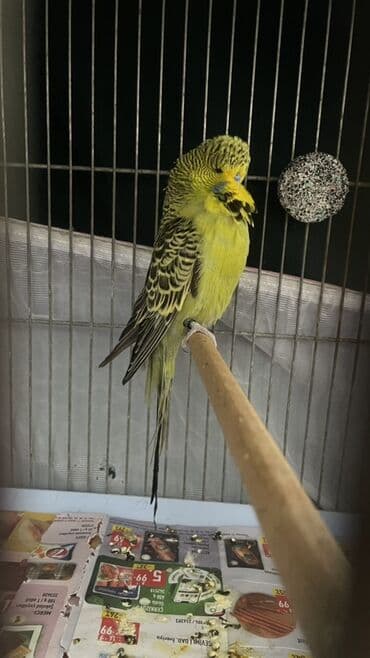 İtlər: Jumbo erkek 8 ayliq hazir qusdu — 2