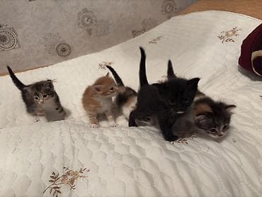 отдам котят в хорошие руки бесплатно: В добрые руки, Самовывоз — 3