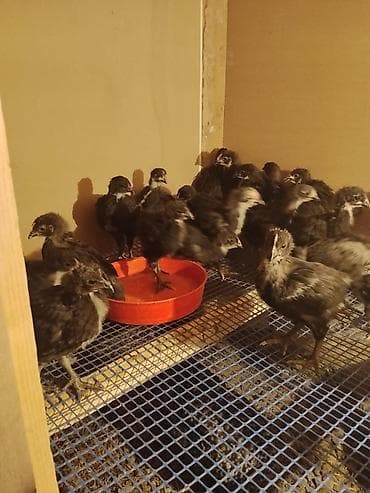 ucuz cuce: Toyuq cücələri, Damazlıq — 1