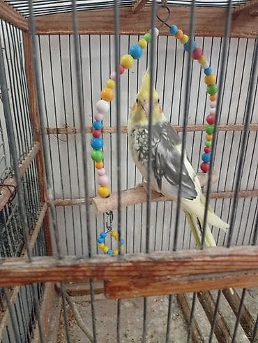 papağ şekili: Nymph paraketləri (Cockatiel) – 2 ədəd Xüsusiyyətlər: - Rəng: sarı — 3