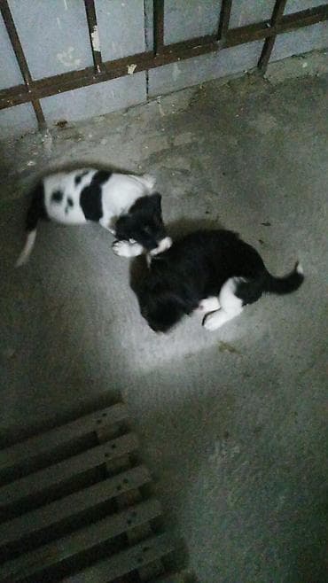 мини пудель: 2 eded qalib o biriler satilib 2sidə dişidi yeni qizdi temiz ov iti — 4