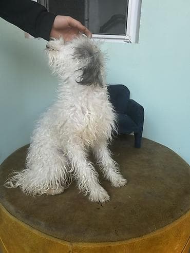 5 ay, Erkek, Peyvəndli, Pulsuz çatdırılma — 2