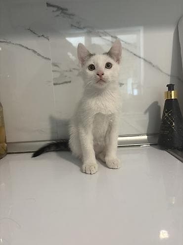 pişik satilir: Yaxşı əllərə, Ünvandan götürmə — 10