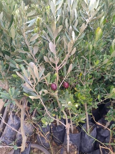 meyve agaci: Məhsul: Zeytun ağacı tingləri Təsvir: - Fidanlıqda yetişdirilmiş — 9