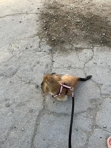 it sekilleri afcarka: Pekines, 4 ay, Erkək — 3