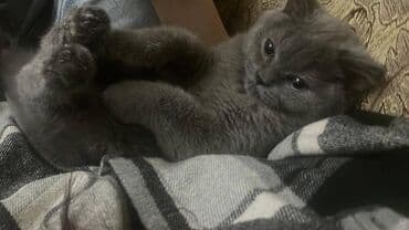 şotland pişiyi qiymeti: Şotland, Erkək — 6