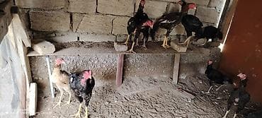 dovsan satilir: Beçılər 80 manata fərələr 40 manata satılır — 2