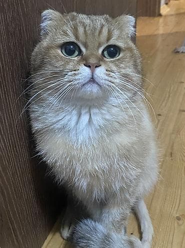 ucuz it: Qızıl şinşilla, Erkək, Cütləşmə üçün — 2