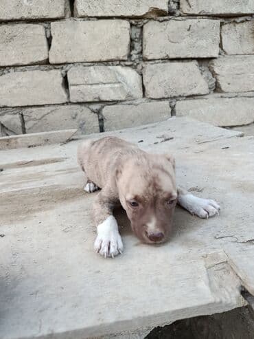 pitbul itlər: Питбуль, 1 месяц, Самец — 2