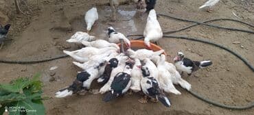 zumrud ordək: Məhsul: Muskovi (Hind) ördəkləri – müxtəlif rənglərdə sürü Təsvir: - — 2