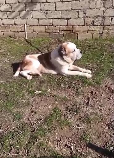 it sahiblənmək: Alabay, 1 il, Erkek, Peyvəndli, Ünvandan götürmə — 3