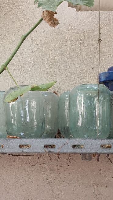 продам стеклянные банки бишкек: Banka,balon.3-kioluq.qaynamış balonlardı.20 ədəd var.rezbasız.vatsappa — 2