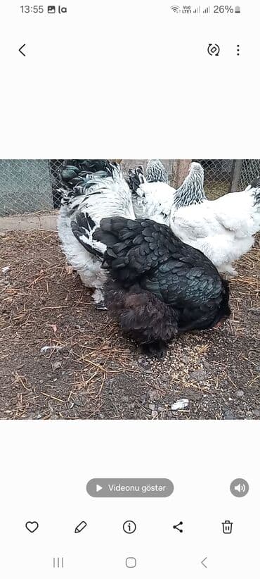 Pişiklər: Toyuq, Brama, Damazlıq — 2