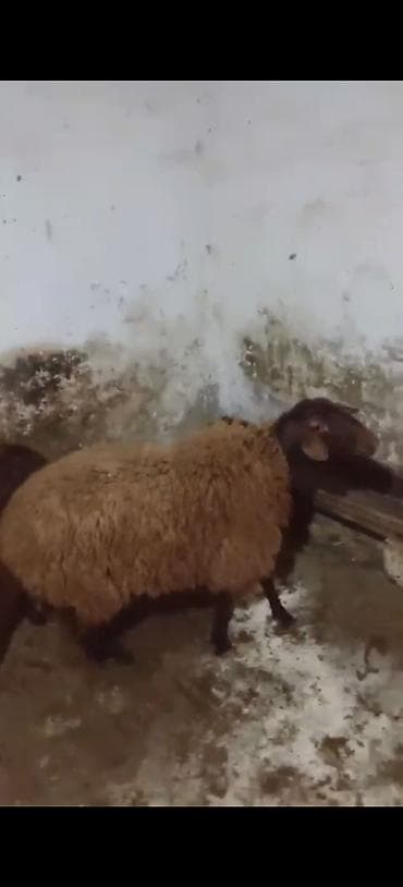 ucuz dana: Qoyunlar – yerli cins, tünd qəhvəyi baş və ayaqlar, qəhvəyi/yumşaq — 2