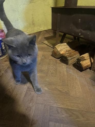 Pişiklər: Rus mavi, Yaxşı əllərə — 2