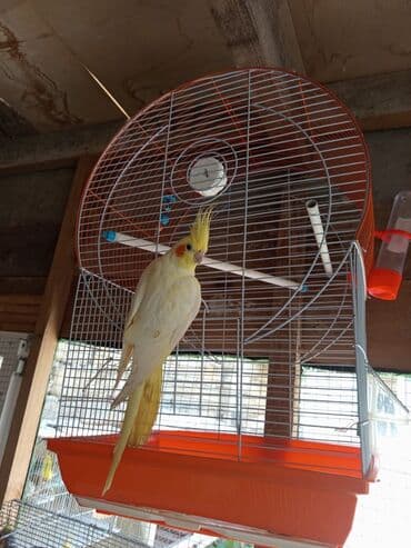 hələb kecilərin qiyməti: Bozlar 35 azn Sarilar 40 Azn Əl quşlari 60-70 Azn 100 Azn tam rucnoy — 4