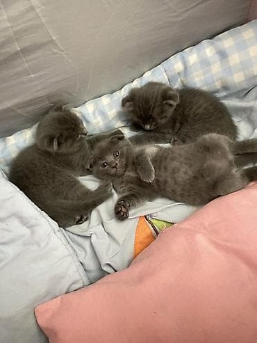 cütlə: Şotland yastı qulaq, Erkək, Dişi, Yaxşı əllərə, Ünvandan götürmə — 1