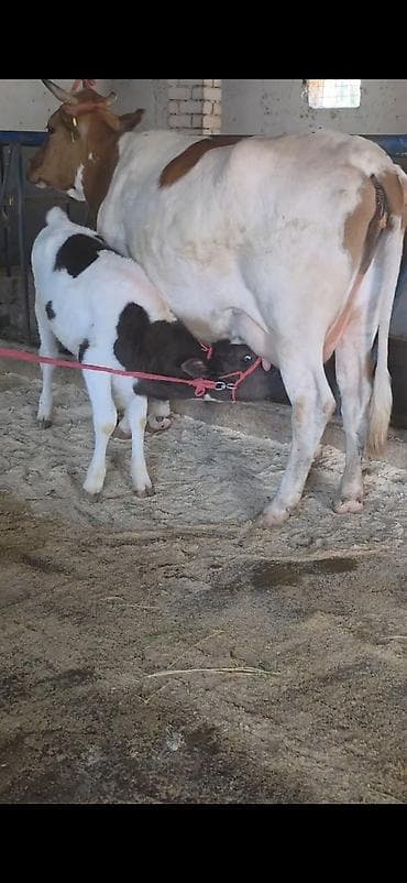 inek dana: Her saganda 6 lt sud verir birinci balasidi yanindaki — 1