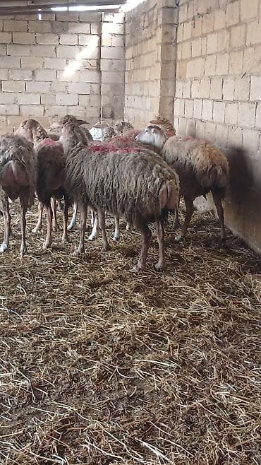 cins inək: Südlük qoyun sürüsü - Təsərrüfat şəraitində saxlanılan süd — 4