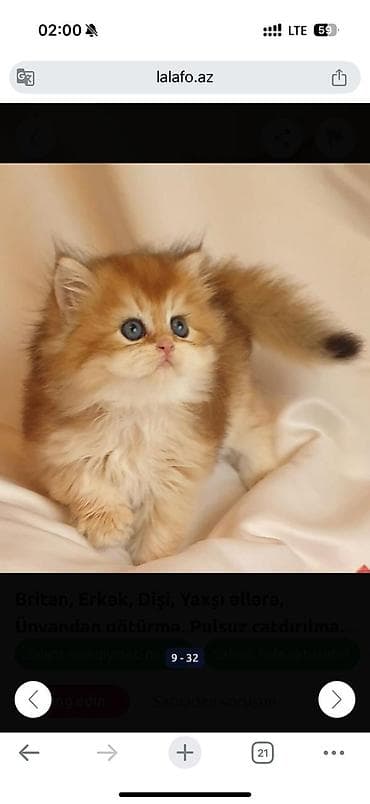 pişik sekilleri: Qızıl şinşilla — 5