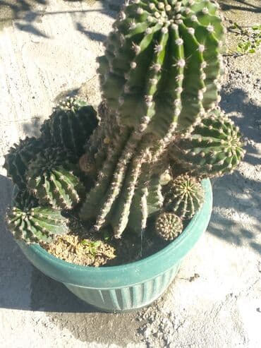 Quruducular: 9 illik kaktus — 2