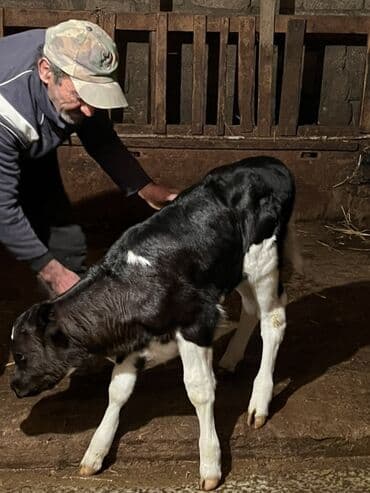 Dovşanlar: 10 günlük dişi buzov satılıt anası 2 ci qarna doğub 28 lt təmiz süd — 7