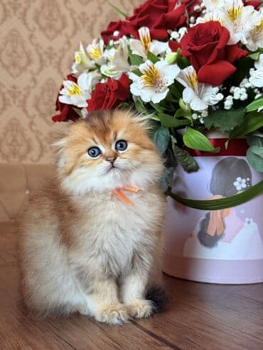 ingilis setter it cinsinin digər adı: Qızıl şinşilla, Dişi — 5