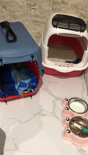 pisiy: Şotland, Dişi — 4