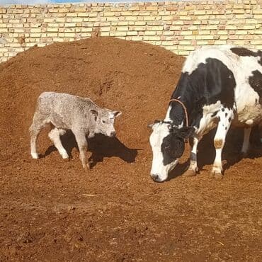qoyun quzu nece yazilir: Boz rəngli, sıx və qıvraq yunlu buzov. Bədəni kompakt, döş qəfəsi — 4