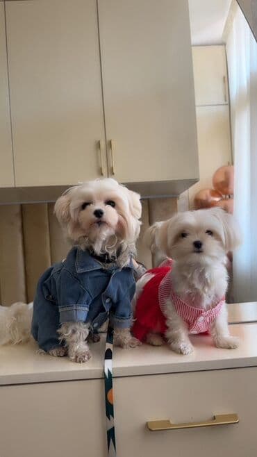 cins ineklerin qiymeti: Мальтийская болонка, 2 месяца, Самец, Самовывоз — 1