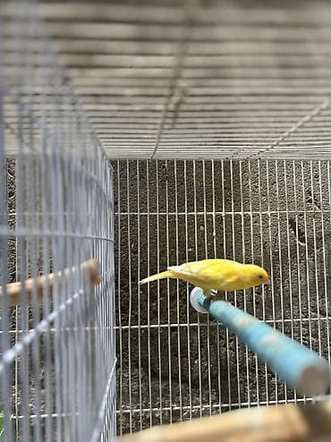 pit bul: Bülbül Kanarya quşları cütdülər erkəy oxuyur qızğın quşlardır kim — 9