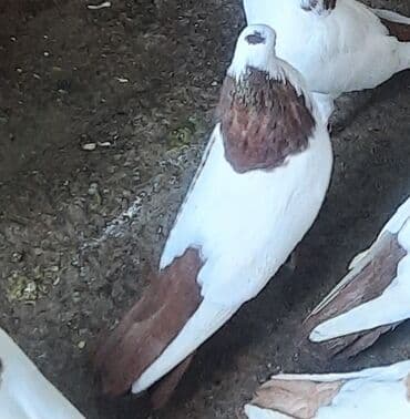 it adları erkek: Göyərçin temiz pecat deste erkeydi mayasi olmadigina gore satiram — 1