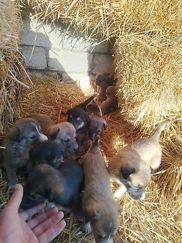 qala cinsi qoyun: 1 ay, Peyvəndli, Ünvandan götürmə — 3