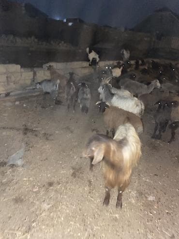 Mal-qara: 13 baş keçi çepiş 1 baş Teke Cemi 14 baş heyvandi — 4