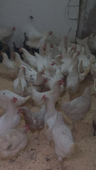 zeli satisi aptek: Xoruzlar satilir temiz et 1.300 1.500 11 azn ve 750 900 qram 9Azn — 5