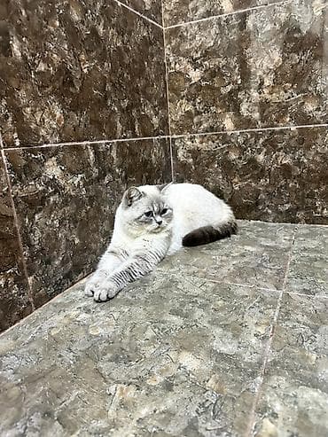 Digər heyvanlar: Şinşilla — 5