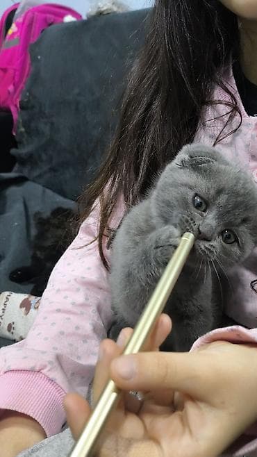 siyam pisik: Şotland yastı qulaq — 2