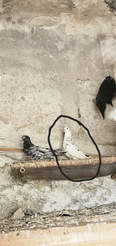 cins ineklerin satisi: Adi goyercinden 2defe boyukdur. Sekilde ferq gorunur. Sismanlardan — 2