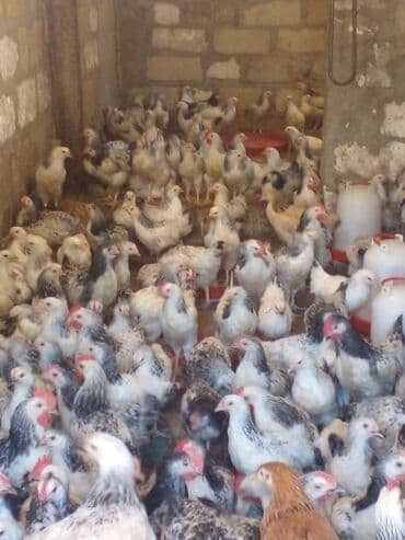 lider toyuqları: Toyuq, Damazlıq, Ünvandan götürmə — 6