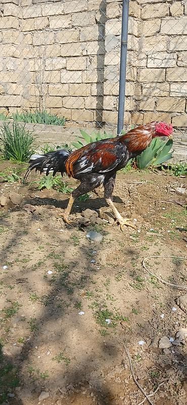 ingilis setteri it cinsi digər adı: Toyuqçuluq üçün xoruz - Növ: Uzunboylu, güclü skeletli, incə bədən — 1