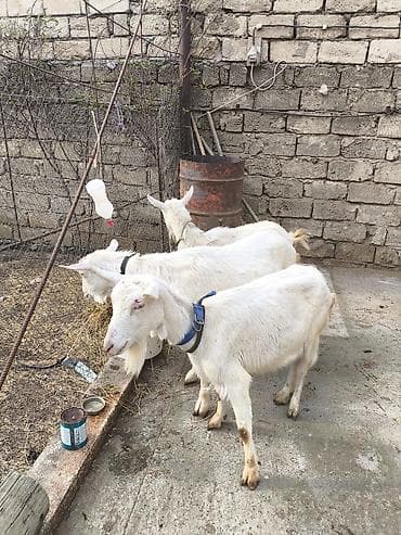 erkəy danalar: Təmiz orginal 3 dənə Sani satılır ikisi balalıdı hərəsin bir balası — 5