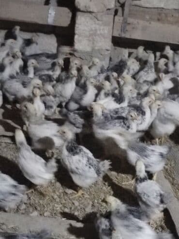 Toyuq cücələri, Ətlik, Ünvandan götürmə, Ödənişli çatdırılma